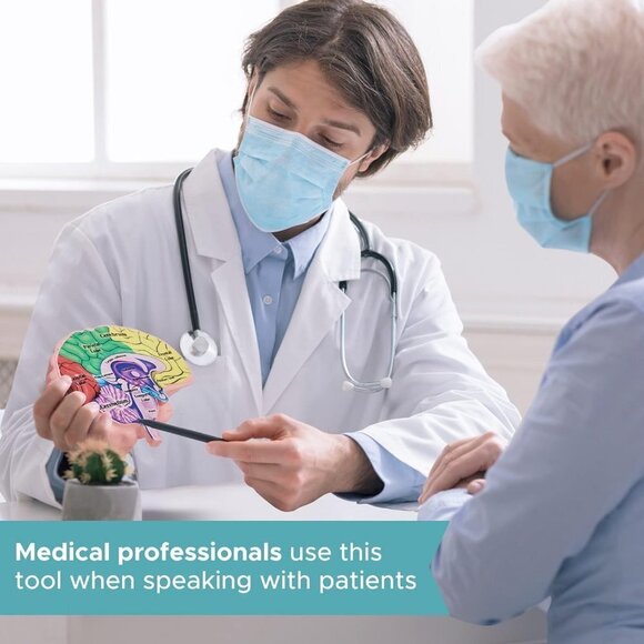 Educational Tool for Learning Human Brain Model Anatomical Function Psyc… - Picture 5 of 7